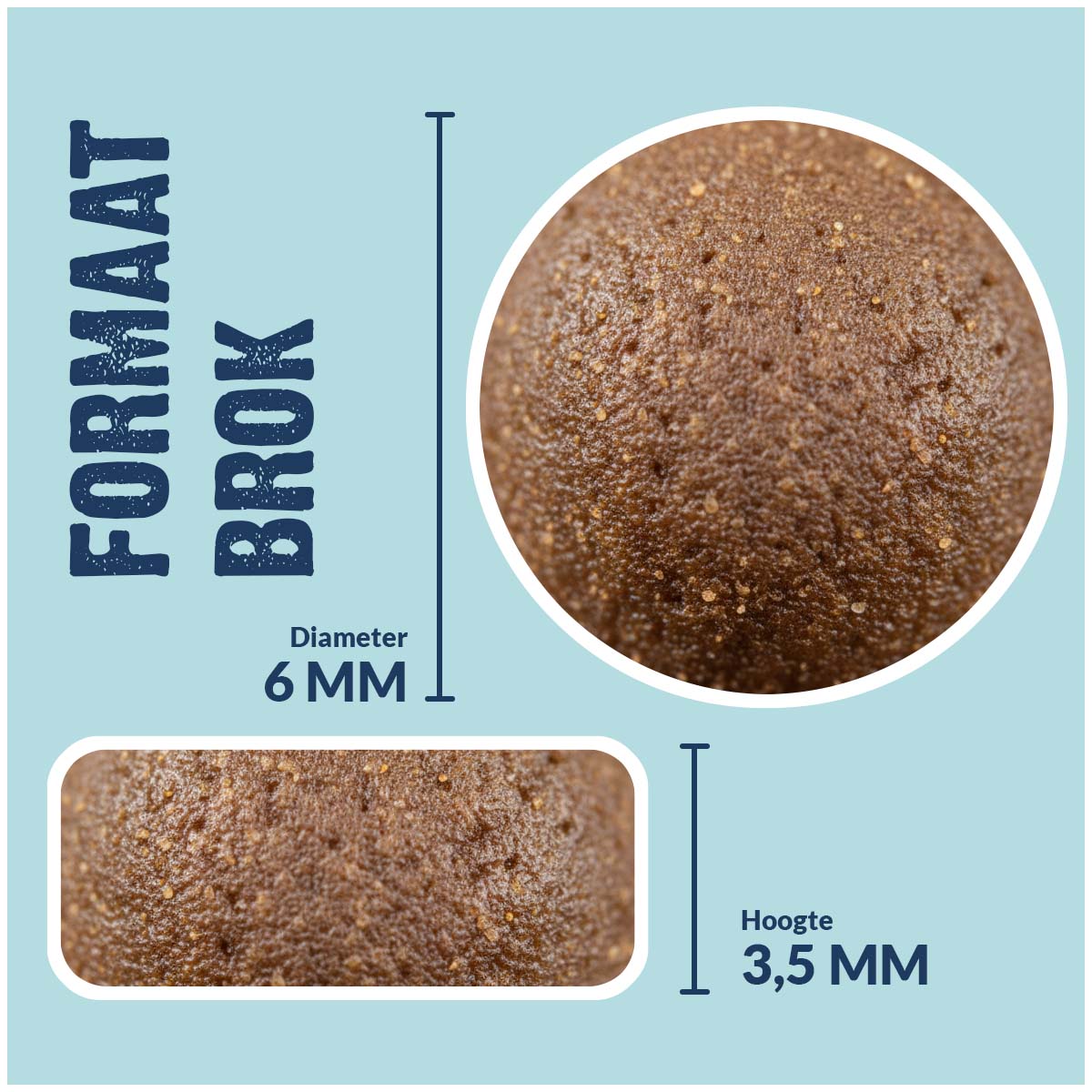 Kitten - Pregnant/Nursing