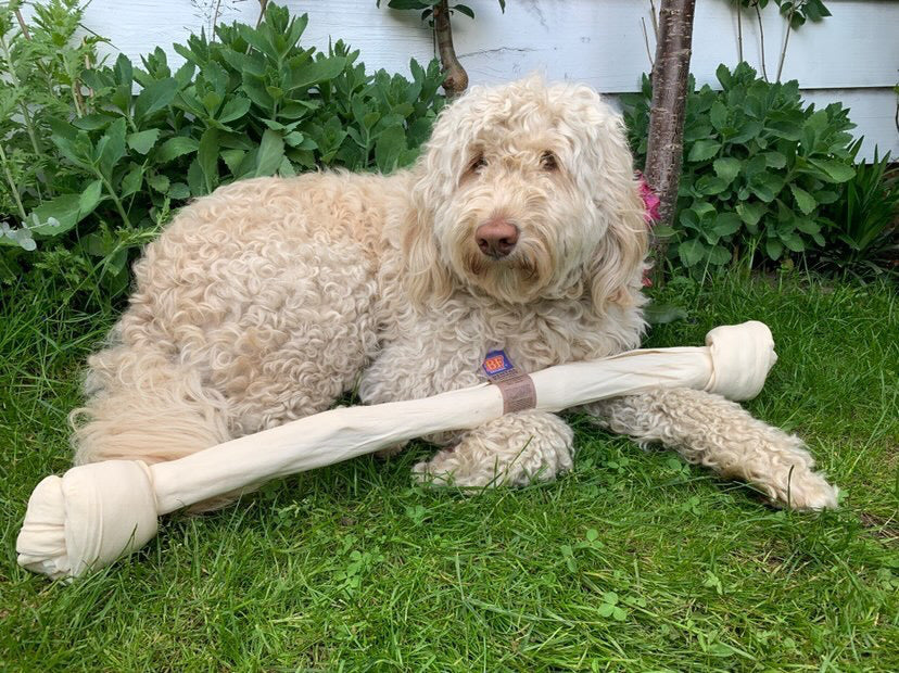 Voedingsbehoeften: Labradoodle
