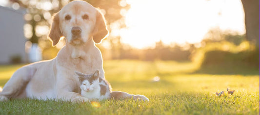Zomertips om jouw kat of hond koel en comfortabel te houden