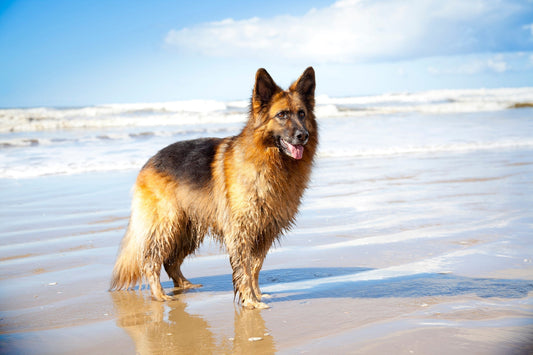 Jouw hond mee op vakantie, en alles wat je moet weten