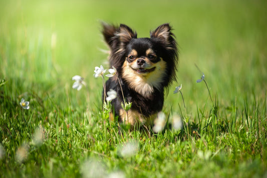 Voedingsbehoeften kleine hondenrassen zoals Chihuahua