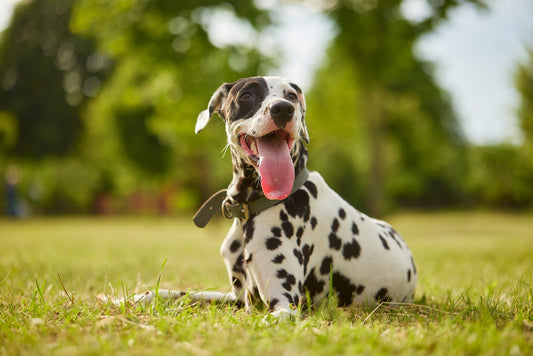 Purines bij honden: een onzichtbare vijand