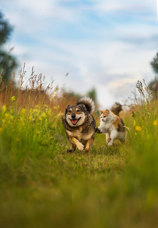 Wat te doen als je hond of kat te zwaar is?