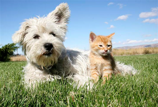 Nierproblemen bij hond en kat: herkenning, diagnose en ondersteuning