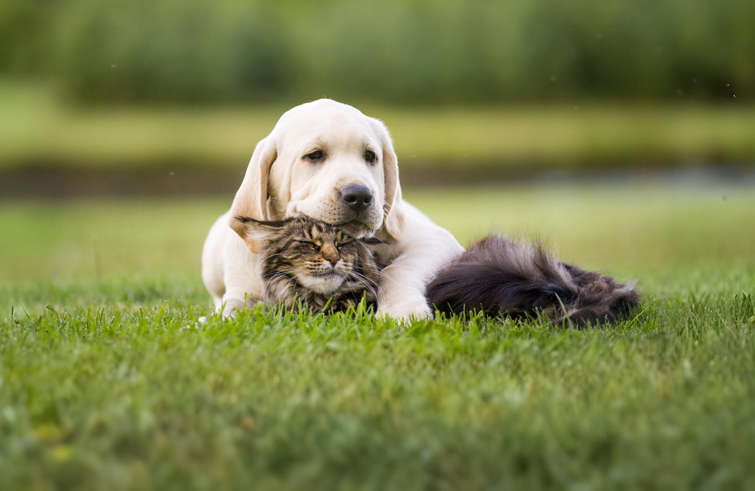 De misvatting dat granen nutteloze vullers zijn.